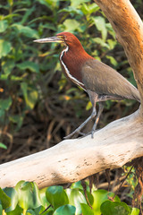 Wall Mural - Brazil, The Pantanal. A Rufescent tiger heron adult sits on the branch of a tree.