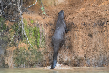 Wall Mural - Brazil, The Pantanal. A giant otter climbs up the steep, muddy, riverbank to the den.