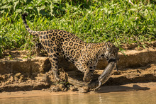Female Jaguar Carrying A Young Yacare Caiman That Pantanal, Mato Grosso, Brazil. She Just Caught, On Her Way To Sharing It With Her Two Adolescent Jaguars, Along The Cuiaba River.