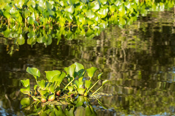 Sticker - Pantanal, Mato Grosso, Brazil. Common water hyacinth floating in the rivers and marshlands. Small groups of hyacinth break free from a larger grouping, float downstream and start another big grouping.