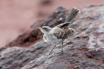 Wall Mural - Ecuador, Galapagos Islands, Rabida, Red Beach, Galapagos mockingbird (Mimus parvulus) on a rock.