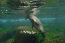 Galapagos Sealion (Zalophus Wollebaeki) Underwater Espaola Or Hood Island, Galapagos Islands Ecuador.