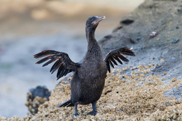 Sticker - Ecuador, Galapagos Islands, Isabela, Tagus Cove, flightless cormorant (Nannopterum harrisi) drying its wings.