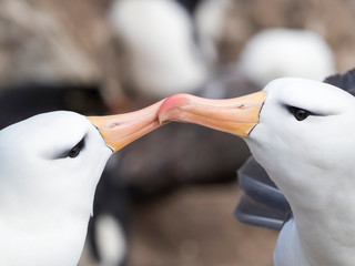 Wall Mural - Black-browed albatross or black-browed mollymawk (Thalassarche melanophris), typical courtship and greeting behavior.