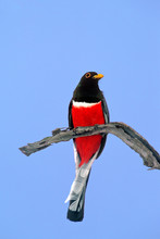 Mexico, Tamaulipas State. Close-up Of Wild Elegant Trogon Male On Dead Branch. 