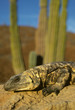 © Kevin Schafer/Danita Delimont - San Esteban Chuckwalla, (Sauromalus varius), Mexico, Baja California, San Esteban Island, portrait of an endangered San Esteban Chuckwalla.