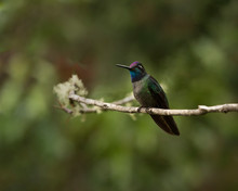 Costa Rica, Hummingbird, Perched