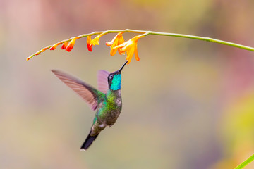 Canvas Print - Central America, Costa Rica. Male talamanca hummingbird feeding. 