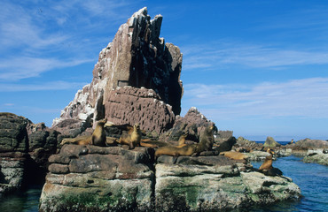 Wall Mural - Mexico, Sea of Cortez, Los Islotes, California Sea Lions, (Zalophus californianus).