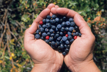 Poster - USA, Alaska, Fall berrypicking, Glenn Highway, East of Anchorage, September.