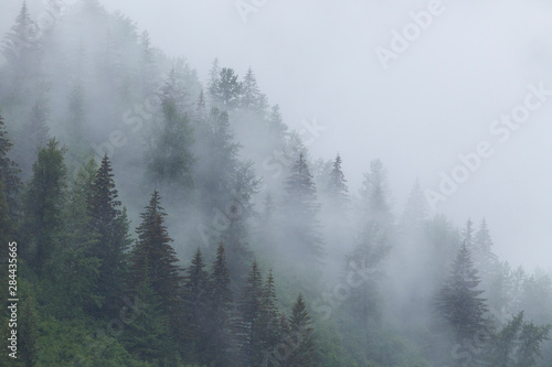 alaska-park-narodowy-glacier-bay-mgla-spowija-drzewa-na-stromych-zboczach-w-lesie-panstwowym-tongass
