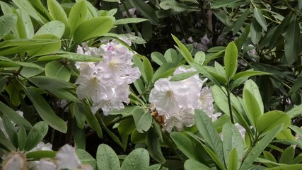 Poster - Branch of white Rhododendron bush growing in springtime