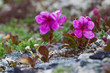 Kamchatka Rhododendron, Spring Rain