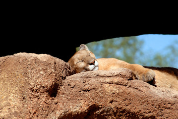 Wall Mural - USA, Arizona, Tucson. Arizona-Sonora Desert Museum. Mountain Lion (Felis concolor), aka: cougar, puma, catamount, panther. Captive.