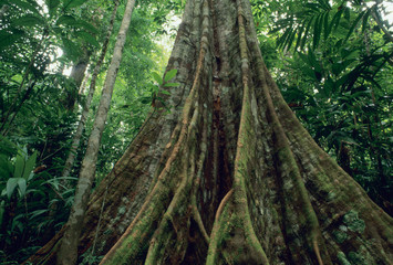 Sticker - Buttressed tree in rainforest, Corcovado National Park, Costa Rica.