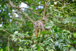 French Overseas Territory, French Guiana, Salvation Islands, Ile Royale. Wild squirrel monkey (Saimiri sciureus) in tree.