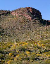 USA, Arizona, Organ Pipe Cactus National Monument, Brittlebush Blooms Beneath Organ Pipe, Cholla And Saguaro Cacti.