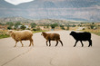 Navajo Nation, USA. Arizona region. Sheep crossing on open rage road.