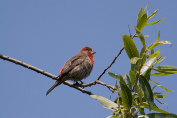 Sticker - USA - California - San Diego - House Finch