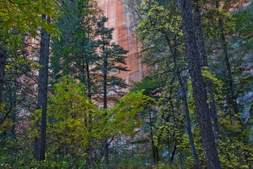 Wall Mural - Autumn, Oak Creek Canyon, Coconino National Forest, Sedona, Arizona, USA, colorful,