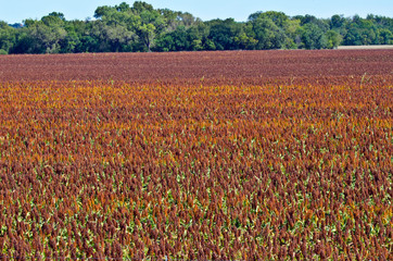 Sticker - USA, Kansas, Minneapolis. Sorghum ready for harvest