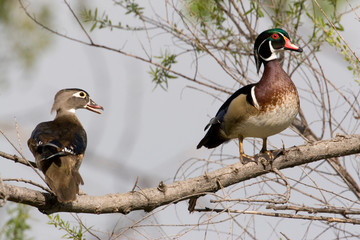 Wall Mural - USA - California - San Diego County - pair of Wood Ducks