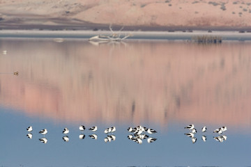 Sticker - USA - California - Imperial County - Salton Sea area - American Avocet