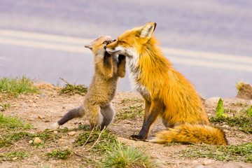 Poster - USA, Colorado, Breckenridge. Red fox mother with playful kit. 