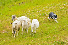 USA, Colorado, Summit County, Copper Mountain Resort. Border Collie Herding Sheep. 