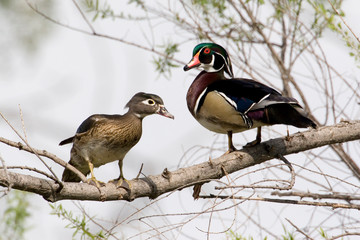 Wall Mural - USA - California - San Diego County - pair of Wood Ducks