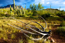 Organ Pipe Cactus National Monument, Ajo Mountain Drive Winds Through The Desert Forest Of Saguaro And Organ Pipe Cactus To The Ajo Mountains. Organ Pipe Cactus Skeleton.