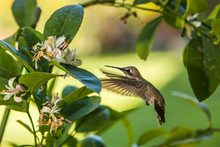 Anna's Hummingbird Sipping At A Meyer Lemon Tree.