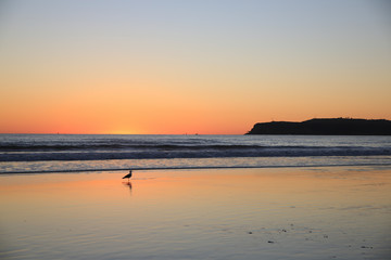 Poster - Coronado, California. Seagull, surf, and a sunset, at Coronado Central Beach