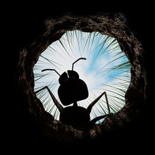 Inside Ants Nest