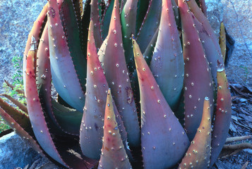 Wall Mural - Cactus, San Diego Zoo, San Diego, California, US