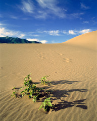 Sticker - USA, Colorado, Great Sand Dunes NM. Desert flora struggles to make above ground level at Great Sand Dunes NM, Colorado