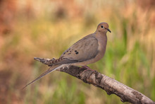 USA, Colorado, Woodland Park. Mourning Dove On Branch. 