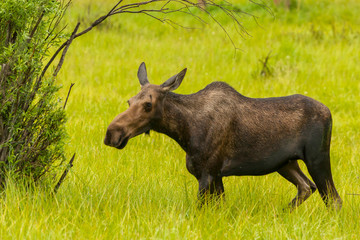 Sticker - USA, Colorado, Rocky Mountain National Park, moose cow standing in grass. Credit as: Cathy & Gordon Illg / Jaynes Gallery / DanitaDelimont.com