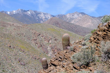 USA, California, Palm Springs, Indian Canyons. Barrel Cactus On A Rocky Outcrop