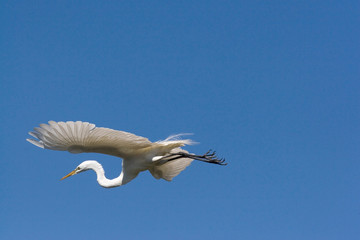 Sticker - USA - Florida - Great Egret in breeding plumage at Alligator Farm rookery in St Augustine.