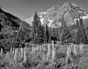 Sticker - USA, Colorado, White Mountain National Forest. Maroon Bells and meadow. 