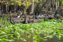 USA, Florida, Orange City, St. Johns River, Blue Spring State Park, White Ibis.