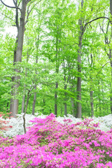 Canvas Print - Azalea Woods, Winterthur, Delaware, USA