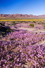 Sticker - Sand Verbena & Desert Gold at Amboy Crater, CA, USA