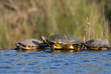 Wall Mural - USA - Florida - Turtles lined up at edge of pond