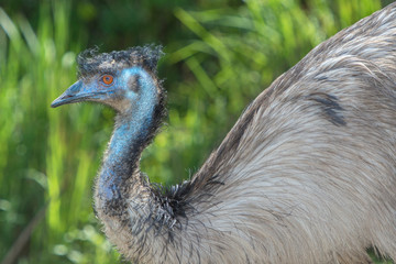 Sticker - USA, Florida, Orlando, Emu, Gatorland.