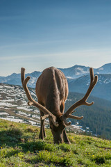 Sticker - USA, Colorado, Rocky Mountain National Park. Bull elk grazing. Credit as: Cathy & Gordon Illg / Jaynes Gallery / DanitaDelimont.com