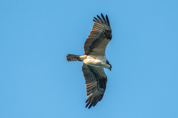 Wall Mural - USA, Florida, New Smyrna Beach, Osprey flying.