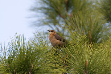 Wall Mural - USA - Florida - Female Boat-tailed Grackle at St Marks National Wildlife Refuge