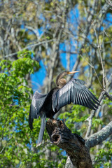 Poster - USA, Florida, Orange City, St. Johns River, Blue Spring State Park, Anhinga.